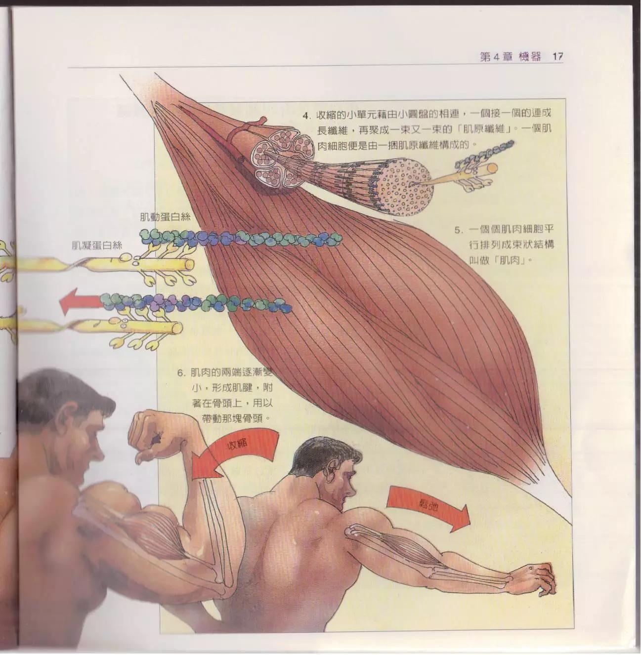 觀念生物學 - 第02卷(1/6) - 8