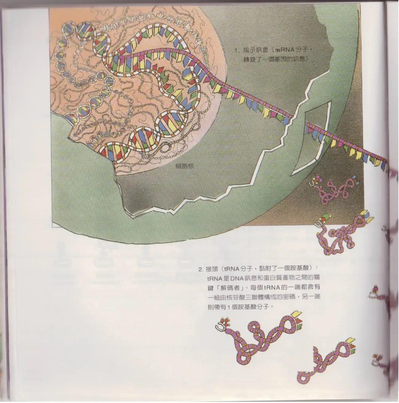 觀念生物學 - 第02卷(1/6) - 3