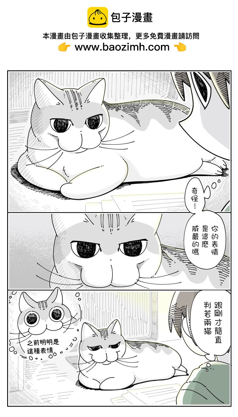 關於養貓我一直是新手 - 第46話 - 1