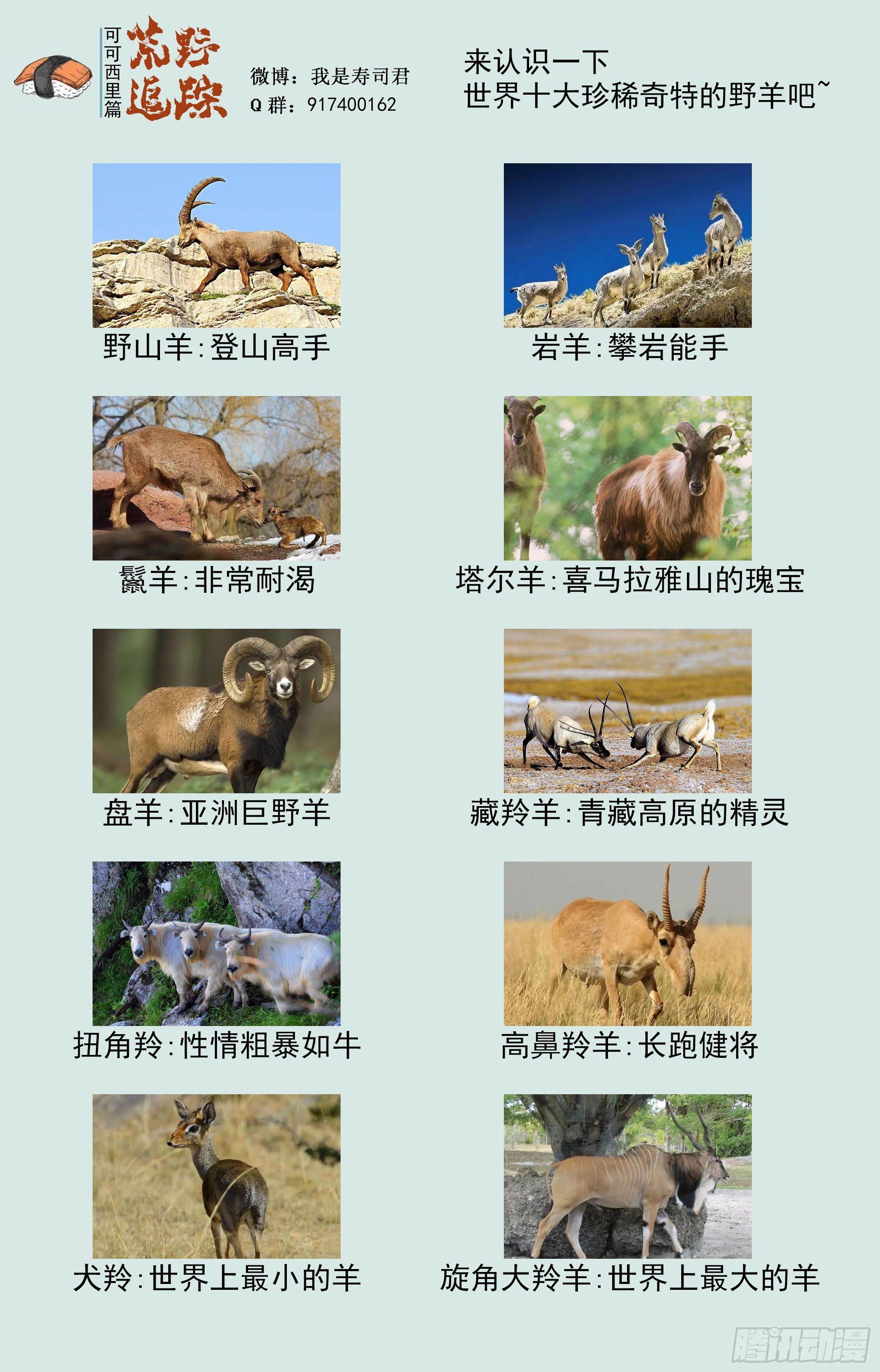 可可西里50-第50话