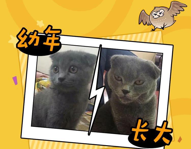 四格7 是不是傻-第22话