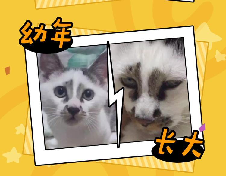 四格7 是不是傻-第22话