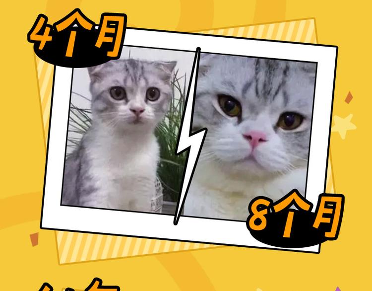 四格7 是不是傻-第22话