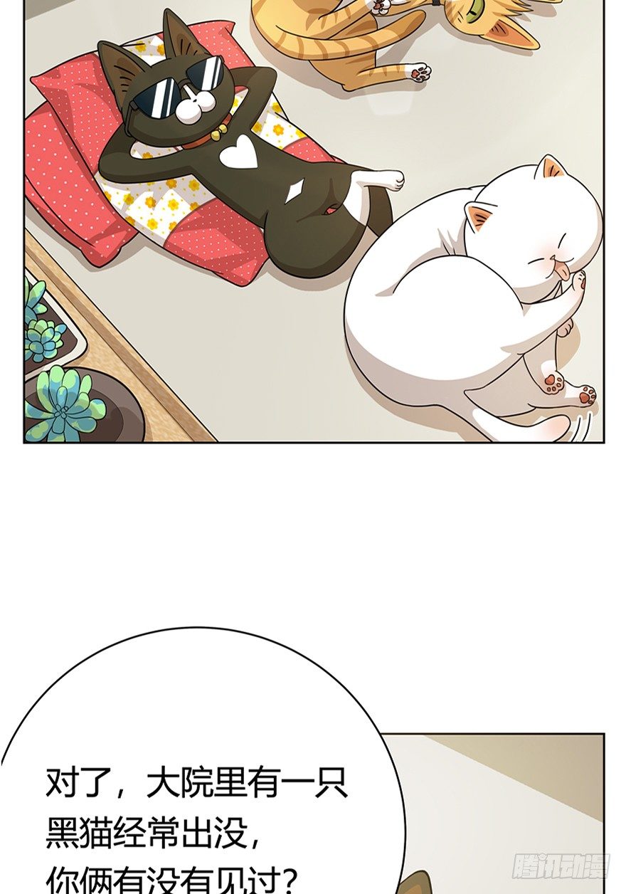 第18爪 猫生赢家（下）-第18话