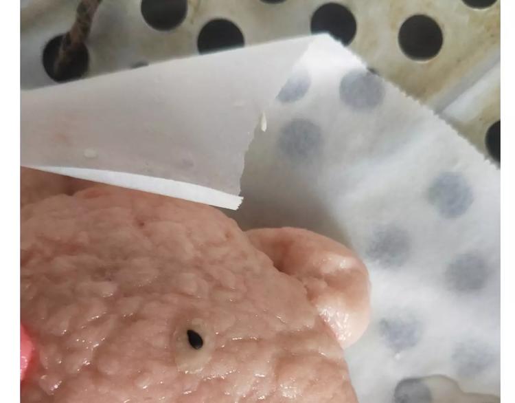 社会人馒头馅包子(1/2)-第114话