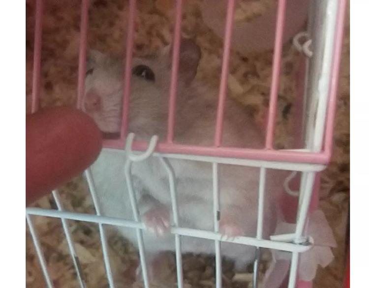 仙女的蛋包面(1/2)-第116话