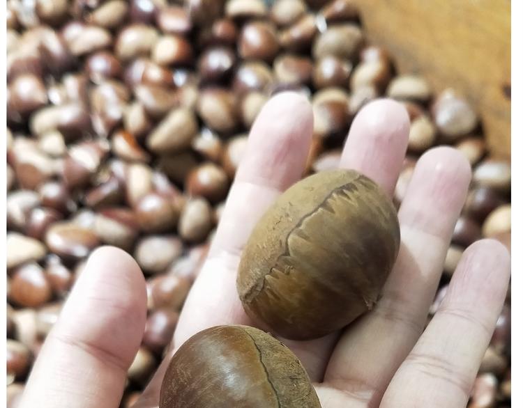 仙女新年不方便泡面(1/2)-第158话