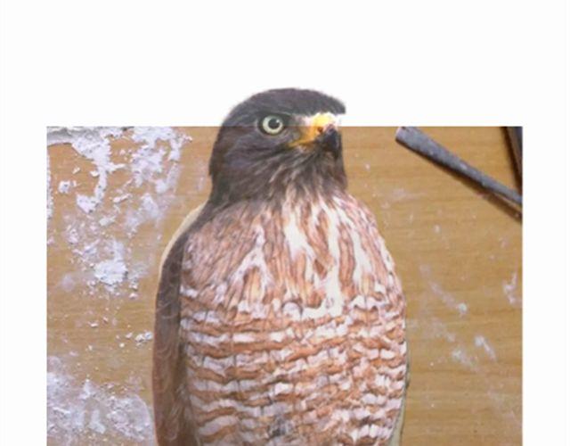 值得拥有56个赞的中国好面包！-第20话