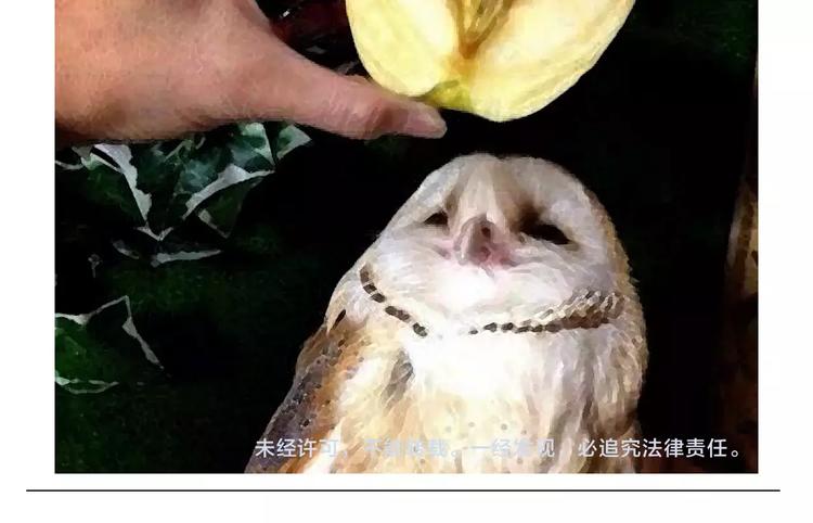 繪心一笑 - 第152話  蘋果鳥？？？ - 4