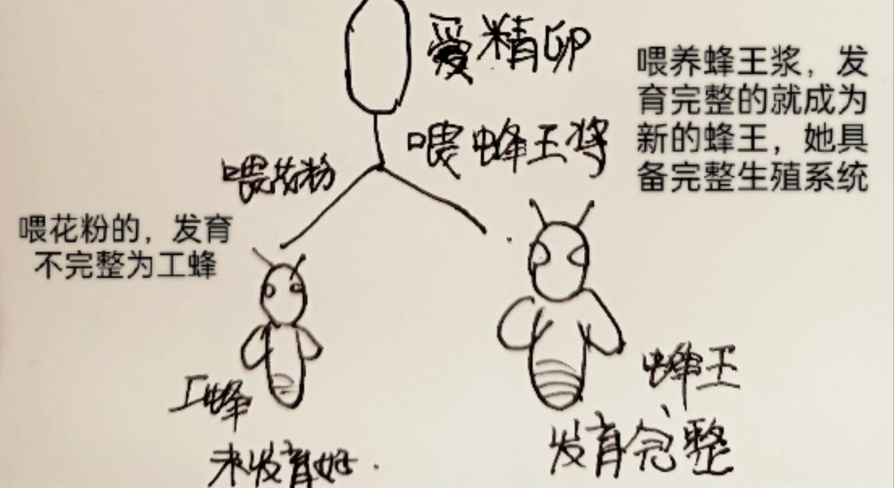 细胞的功能真强大-第10话