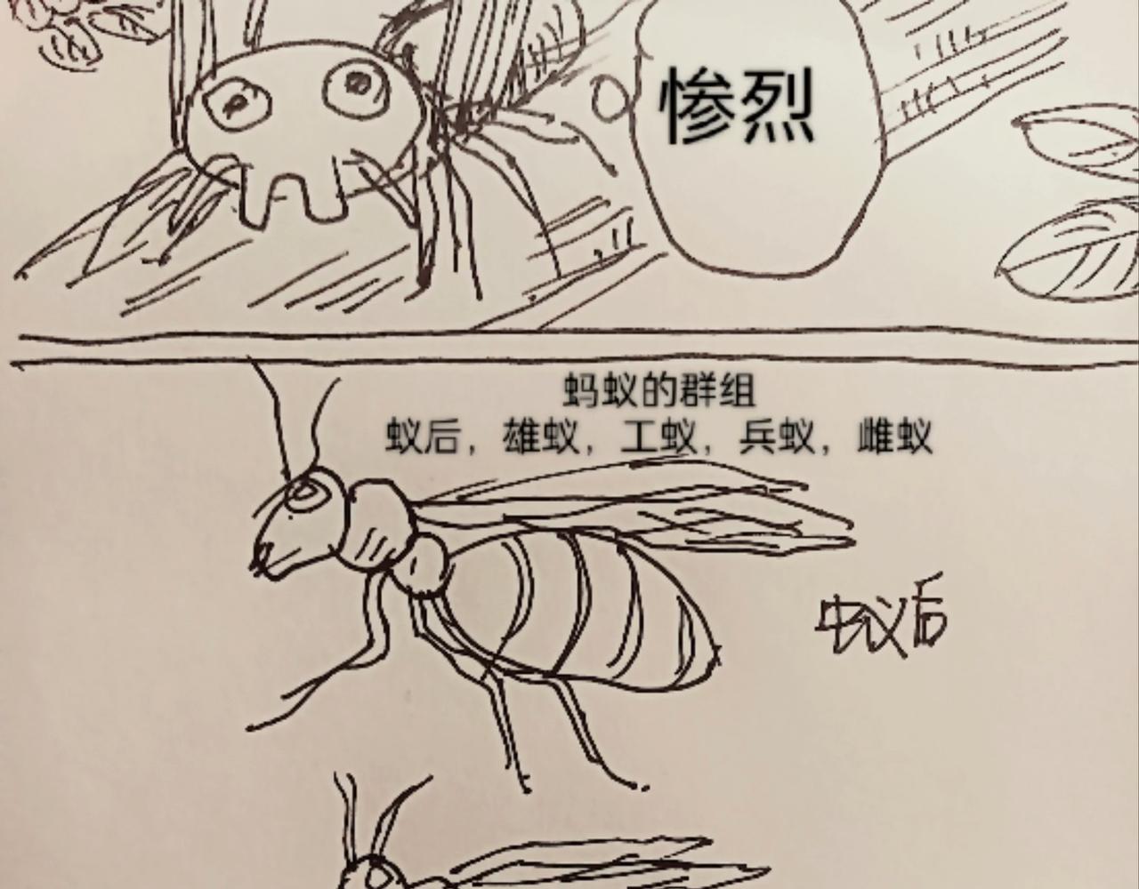 无毛鸡的愤怒-第12话