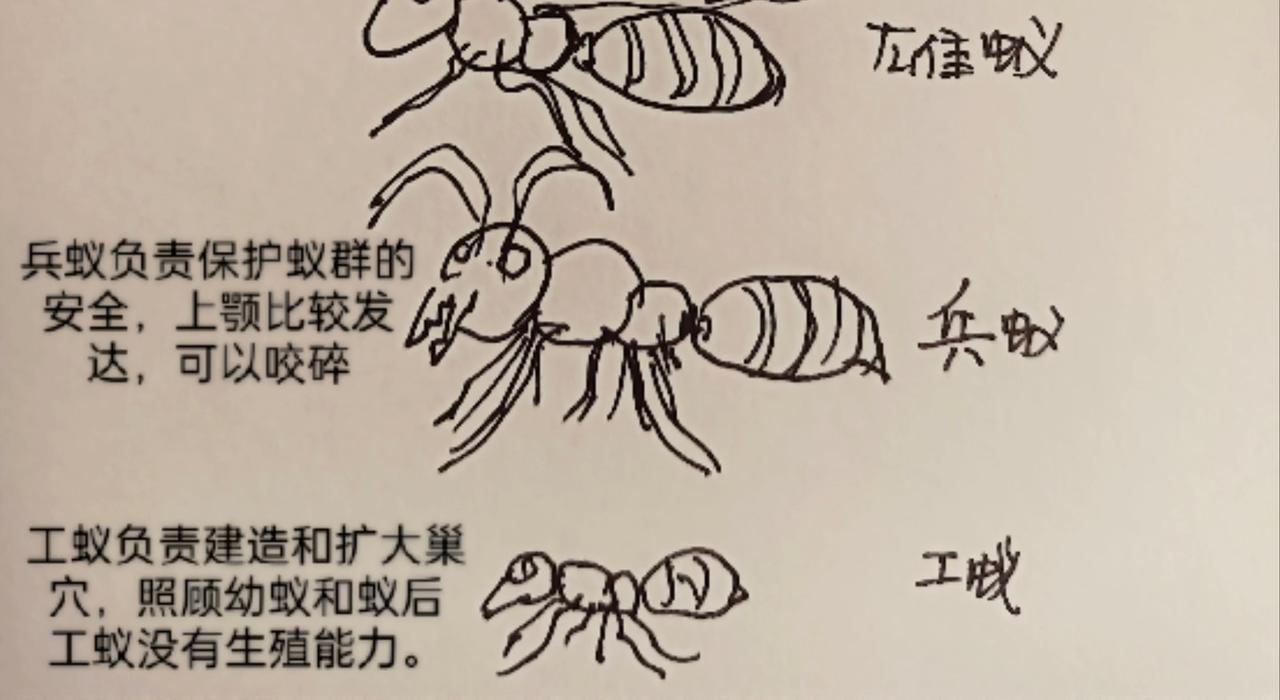 无毛鸡的愤怒-第12话