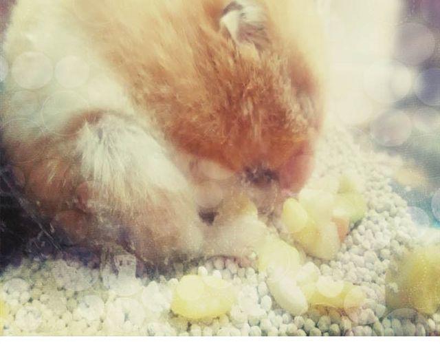 第6话 新来了两只小孩儿-第6话