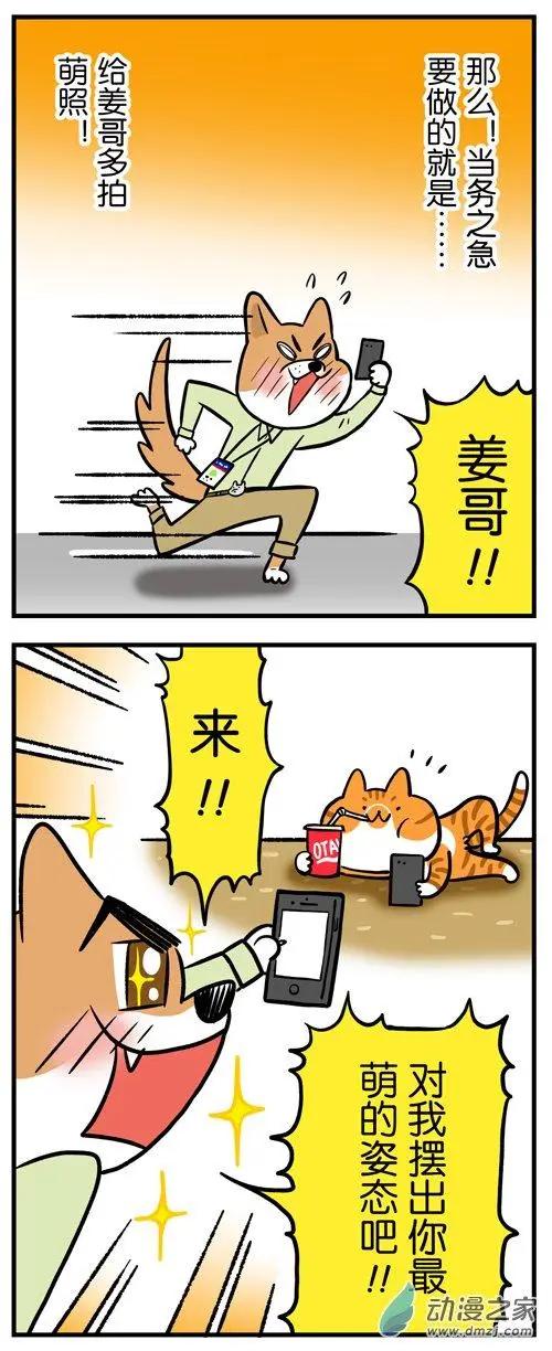 第12回 猫的颜值，由你的摄影技术决定-第12话