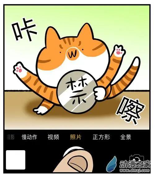 第12回 猫的颜值，由你的摄影技术决定-第12话