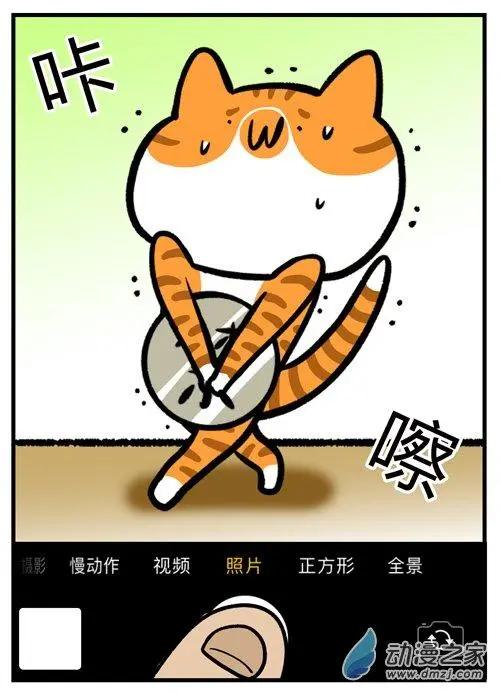 第12回 猫的颜值，由你的摄影技术决定-第12话