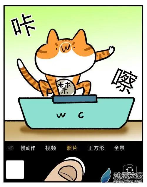 第12回 猫的颜值，由你的摄影技术决定-第12话