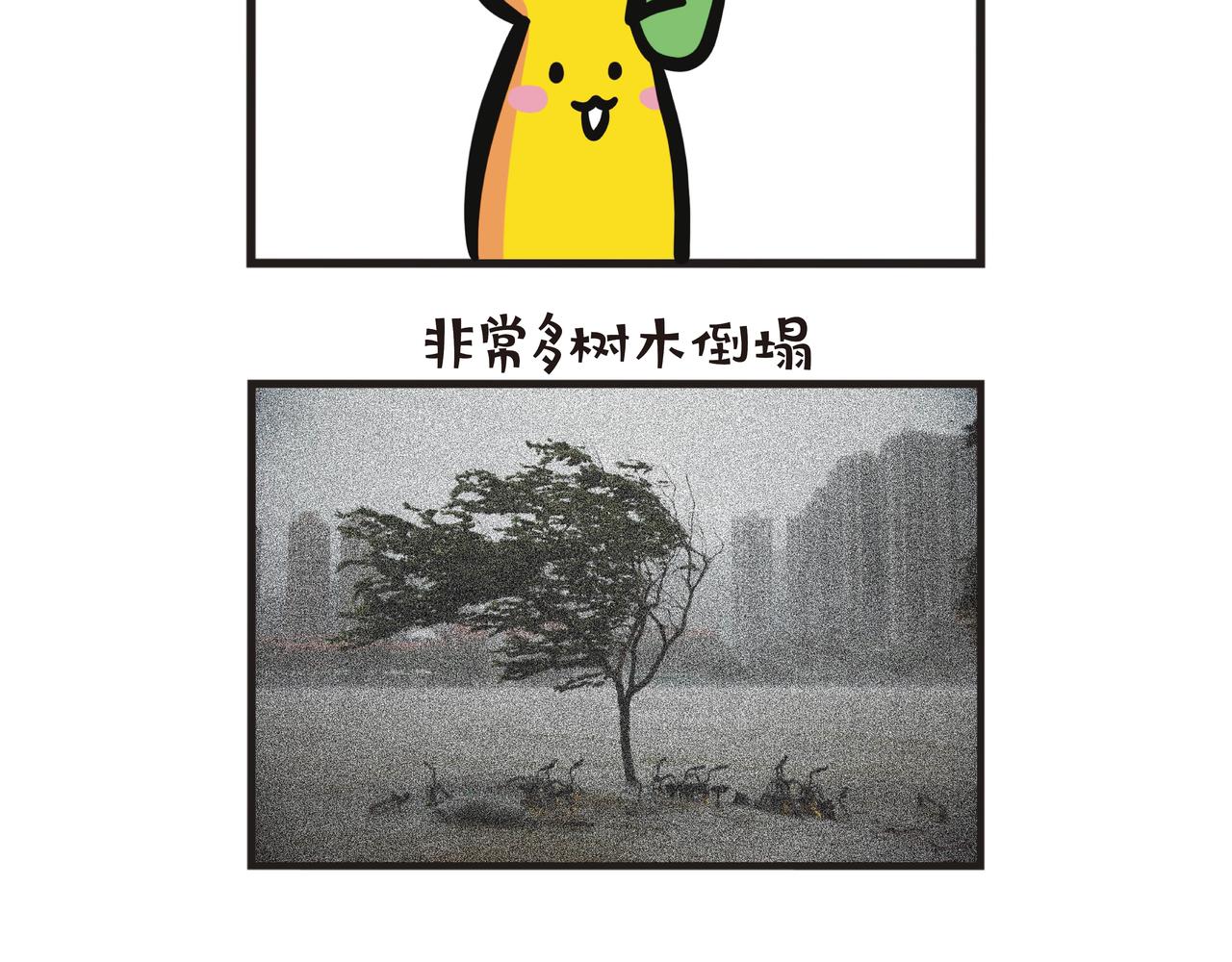 蕉爺日記：一家四蕉 - 颱風抗災行動 - 5