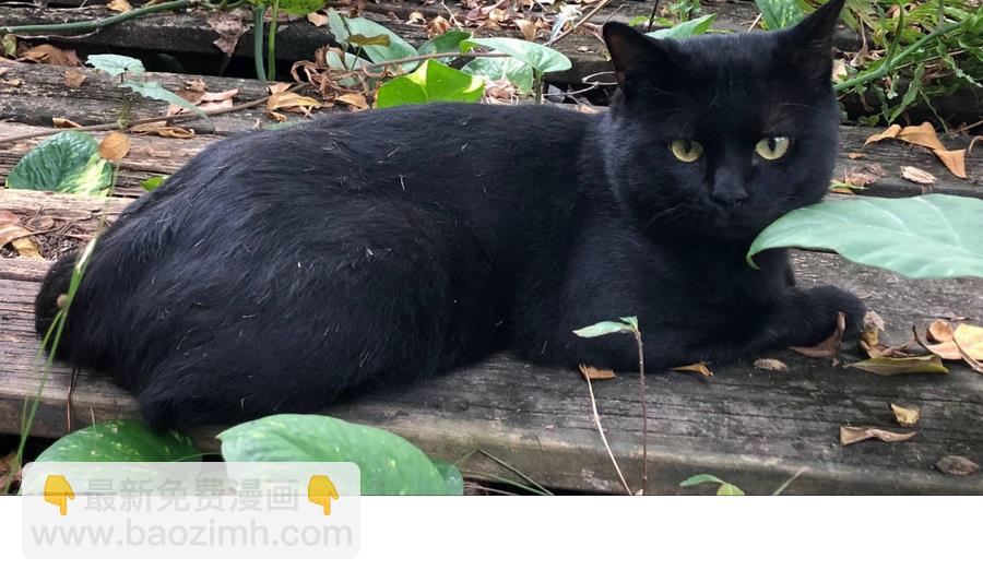 第60话 小羽上任-第60话