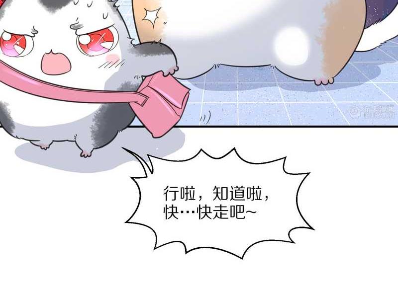 毛球星传说 第22集(1/2)-第22话