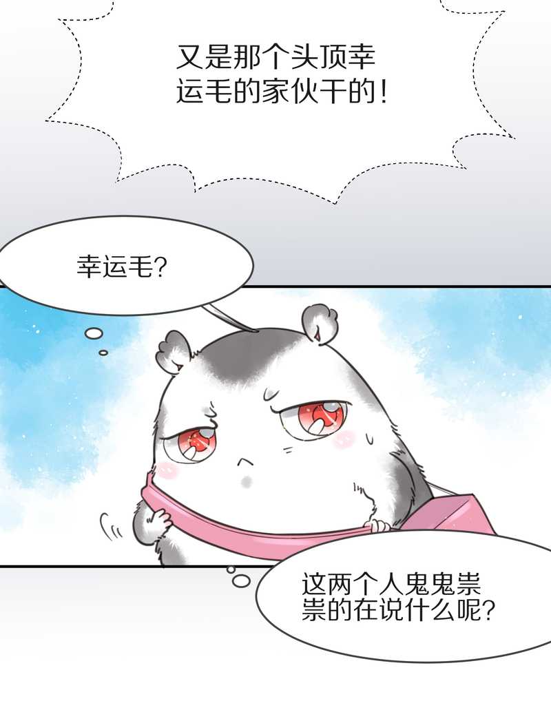 毛球星传说 第4集-第4话