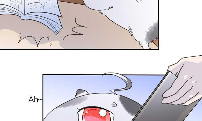 毛球星传说 第32集(1/3)-第32话