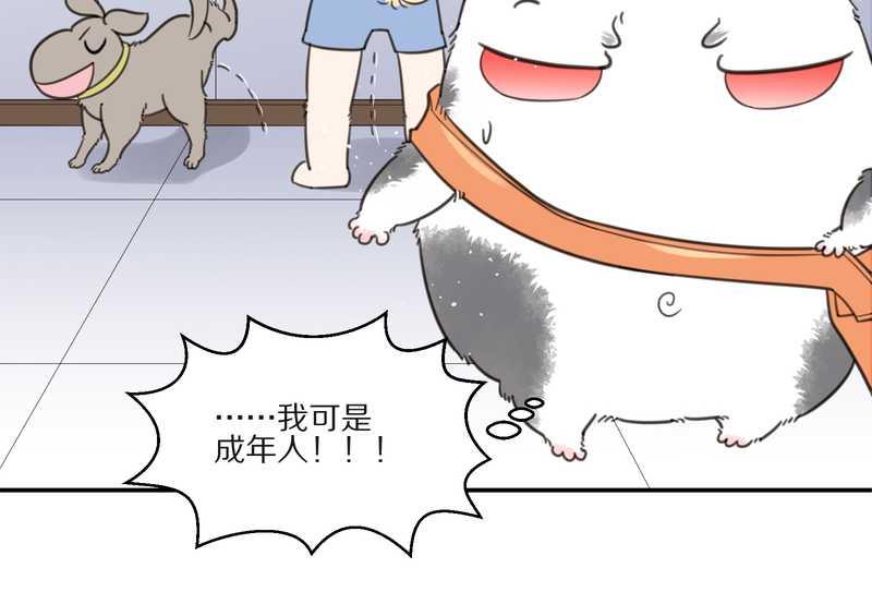 毛球星传说 第10集-第10话