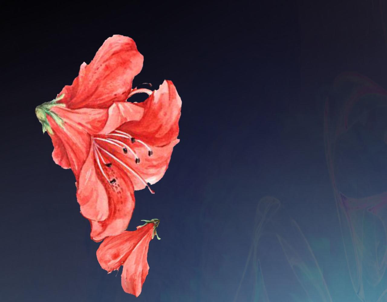 你好，精灵(1/2)-第2话