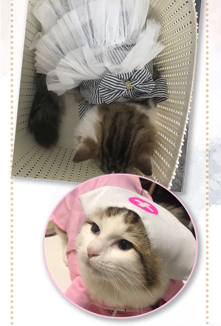 17 大橘和它双双失踪？！原因竟是&hellip;&hellip;-第18话