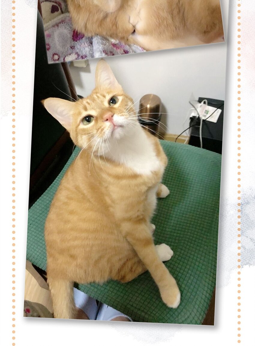 27 十万伏特喵！-第30话