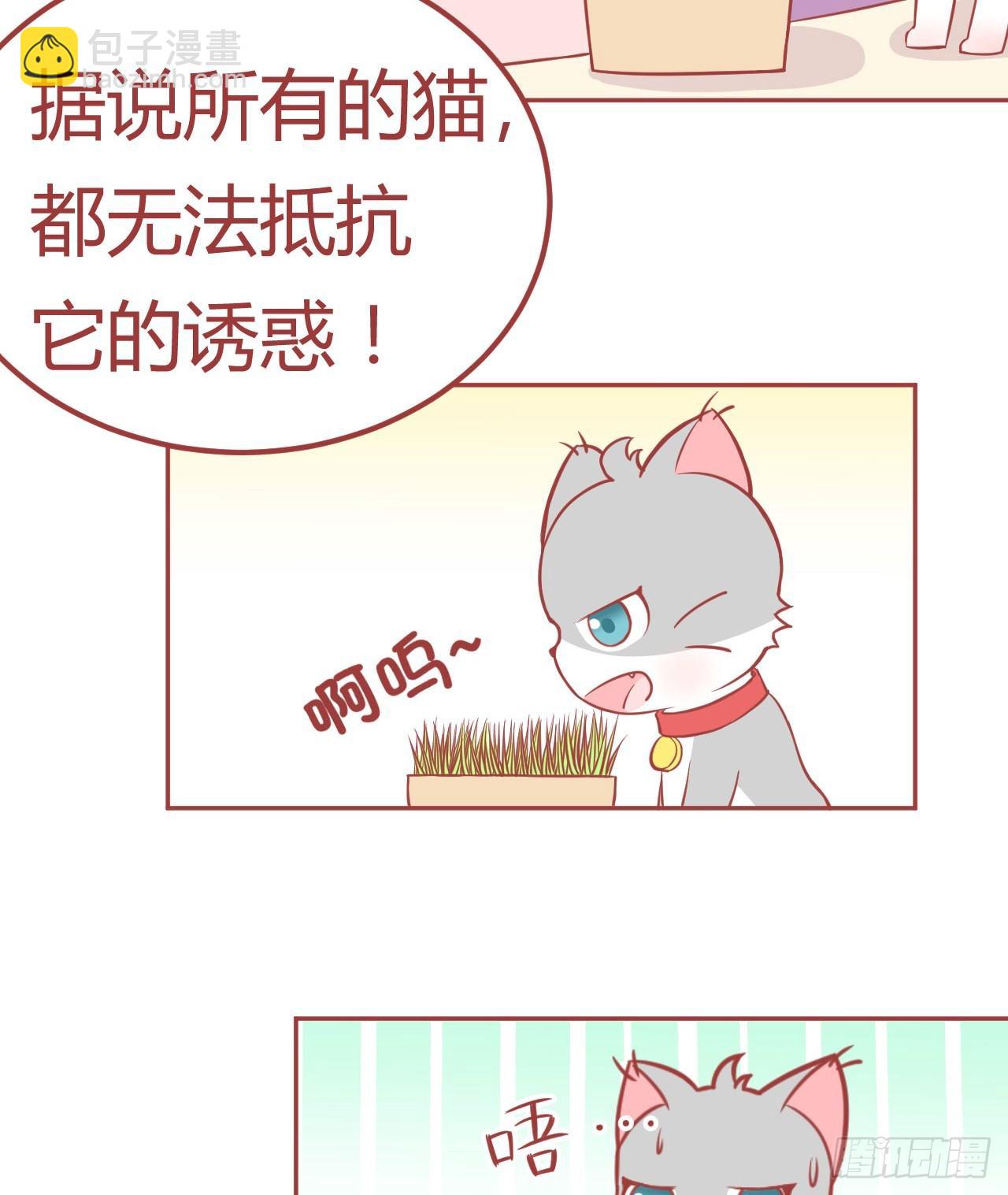 14.猫草已到！求主子宠幸！20