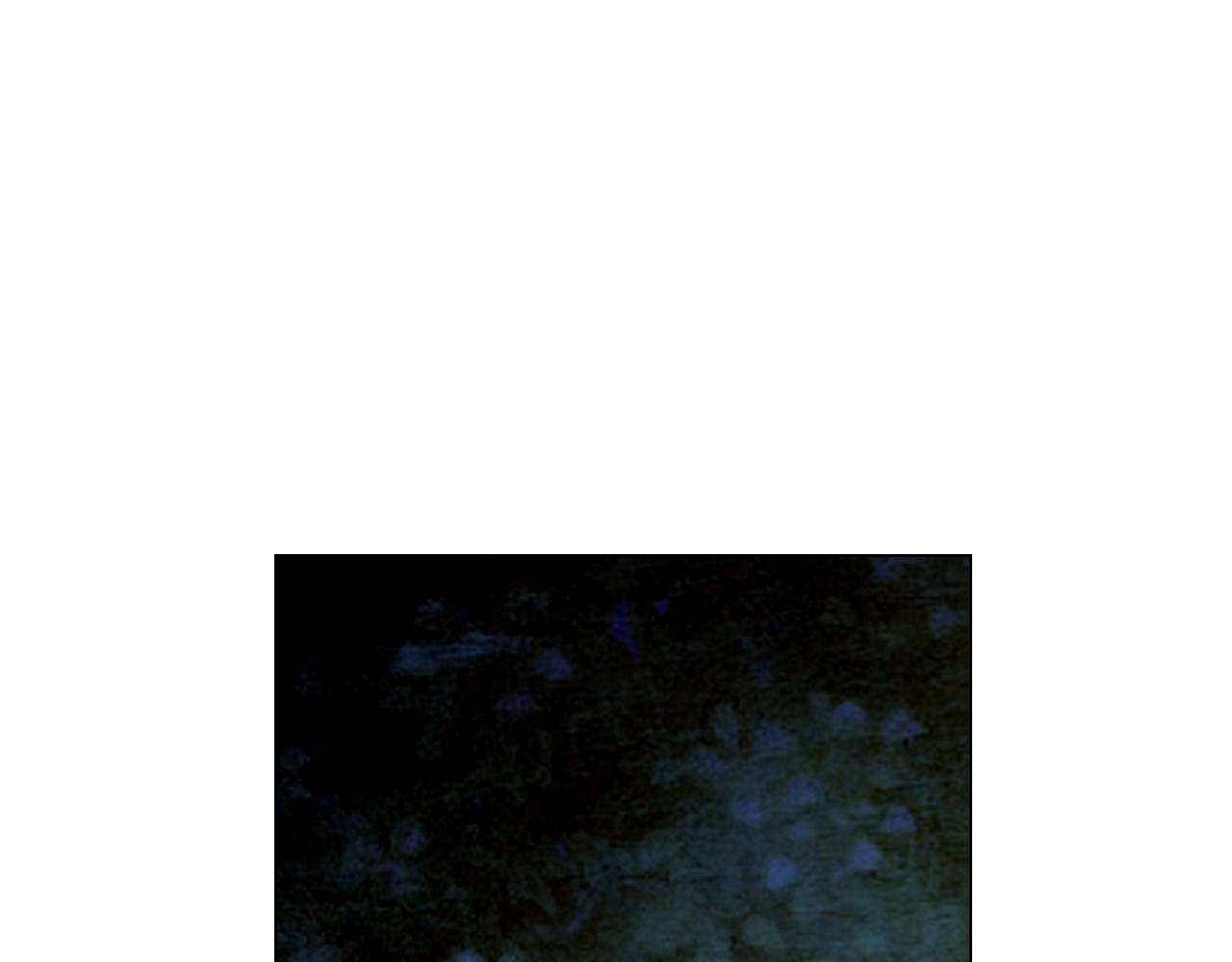 名花無草——《名花有草》續篇 - 第17話 好久不見，笑珠(3/4) - 2