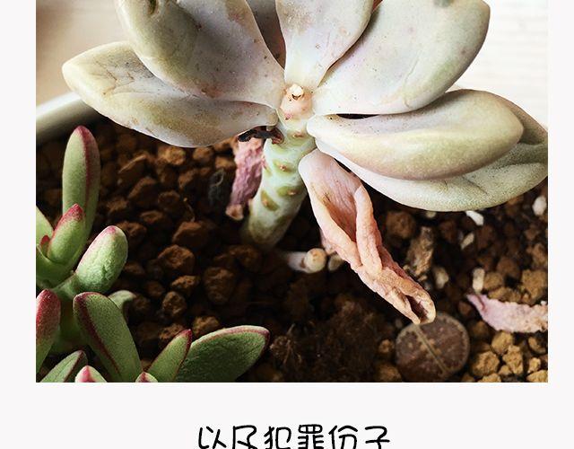 第6话 多肉植物-第6话