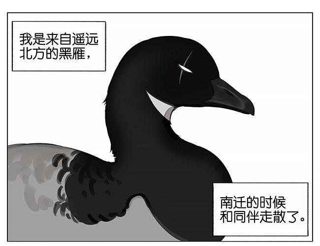 南方的鳥和北方的鳥 - 南方的鳥和北方的鳥 - 1