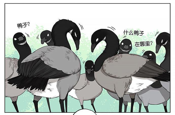 南方的鳥和北方的鳥 - 回北方。 - 4