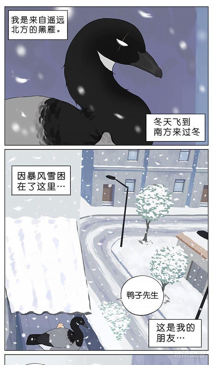 南方的鳥和北方的鳥 - 暴風雪。 - 1