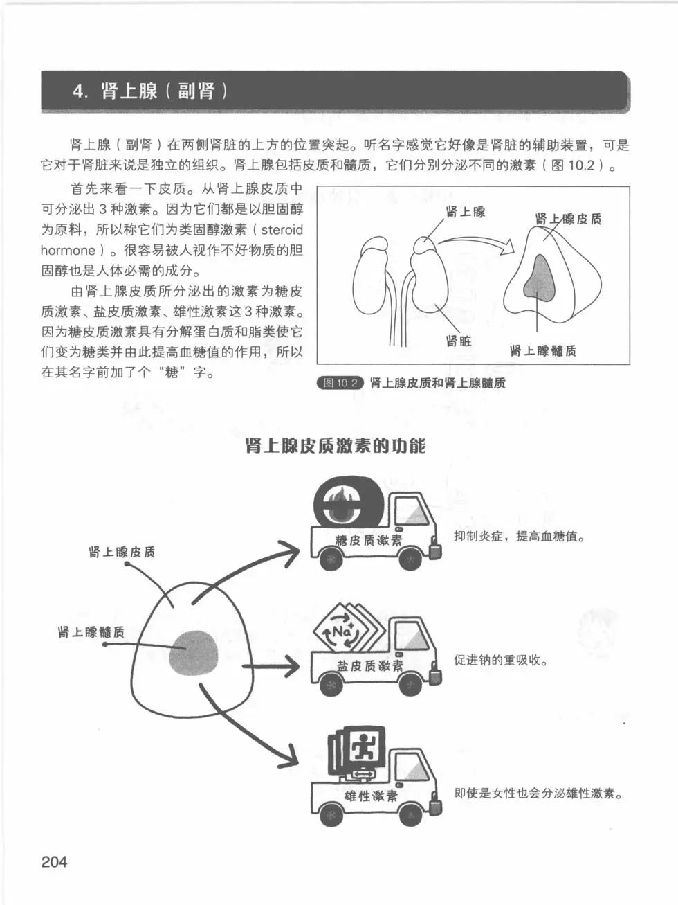 欧姆社学习漫画 - 生理学(5/5) - 4