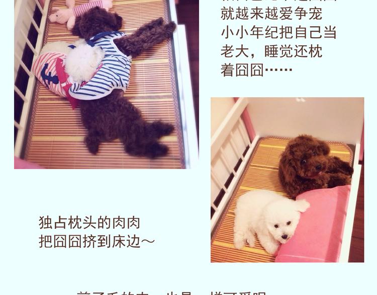 番外 萌萌三小只的日常-第16话