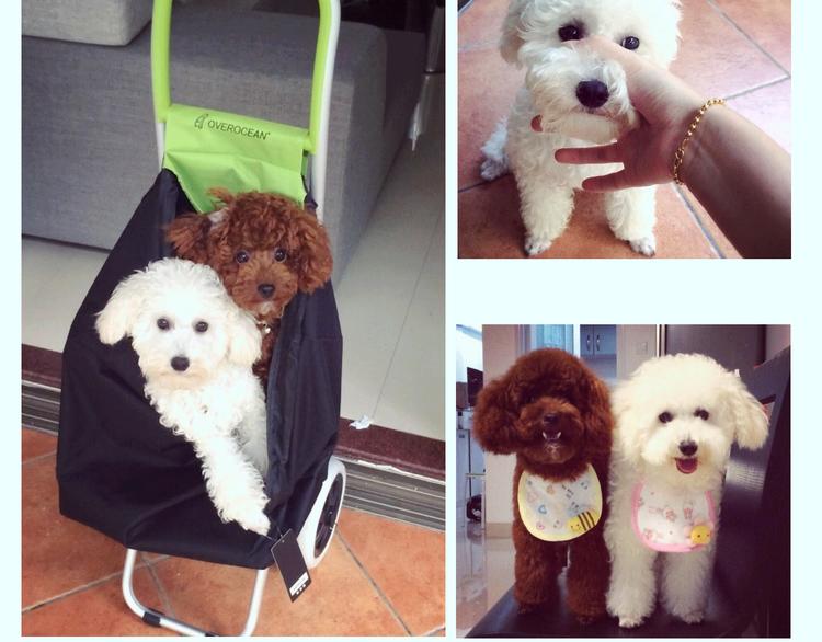 番外 萌萌三小只的日常-第16话