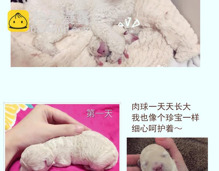 番外 萌萌三小只的日常-第16话