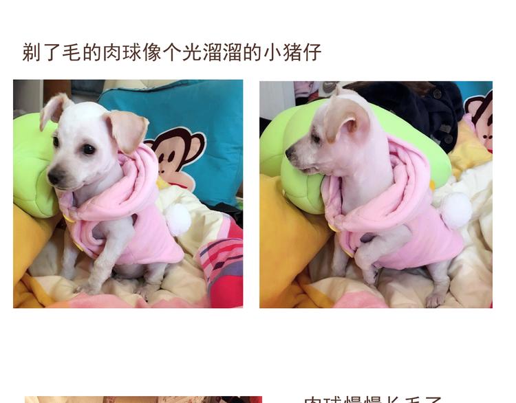 番外 萌萌三小只的日常-第16话