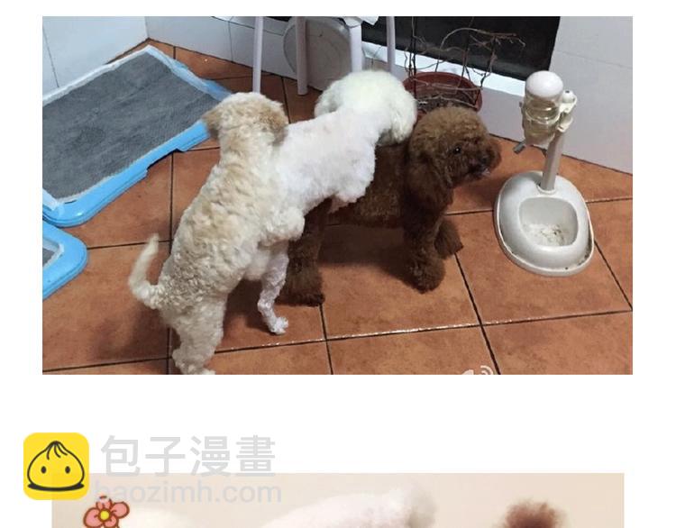 番外 萌萌三小只的日常-第16话