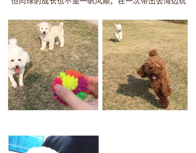 番外 萌萌三小只的日常-第16话