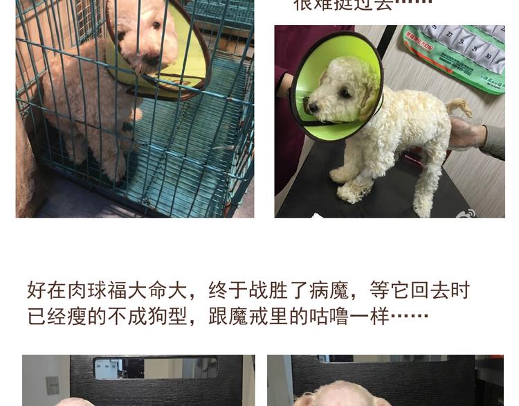 番外 萌萌三小只的日常-第16话