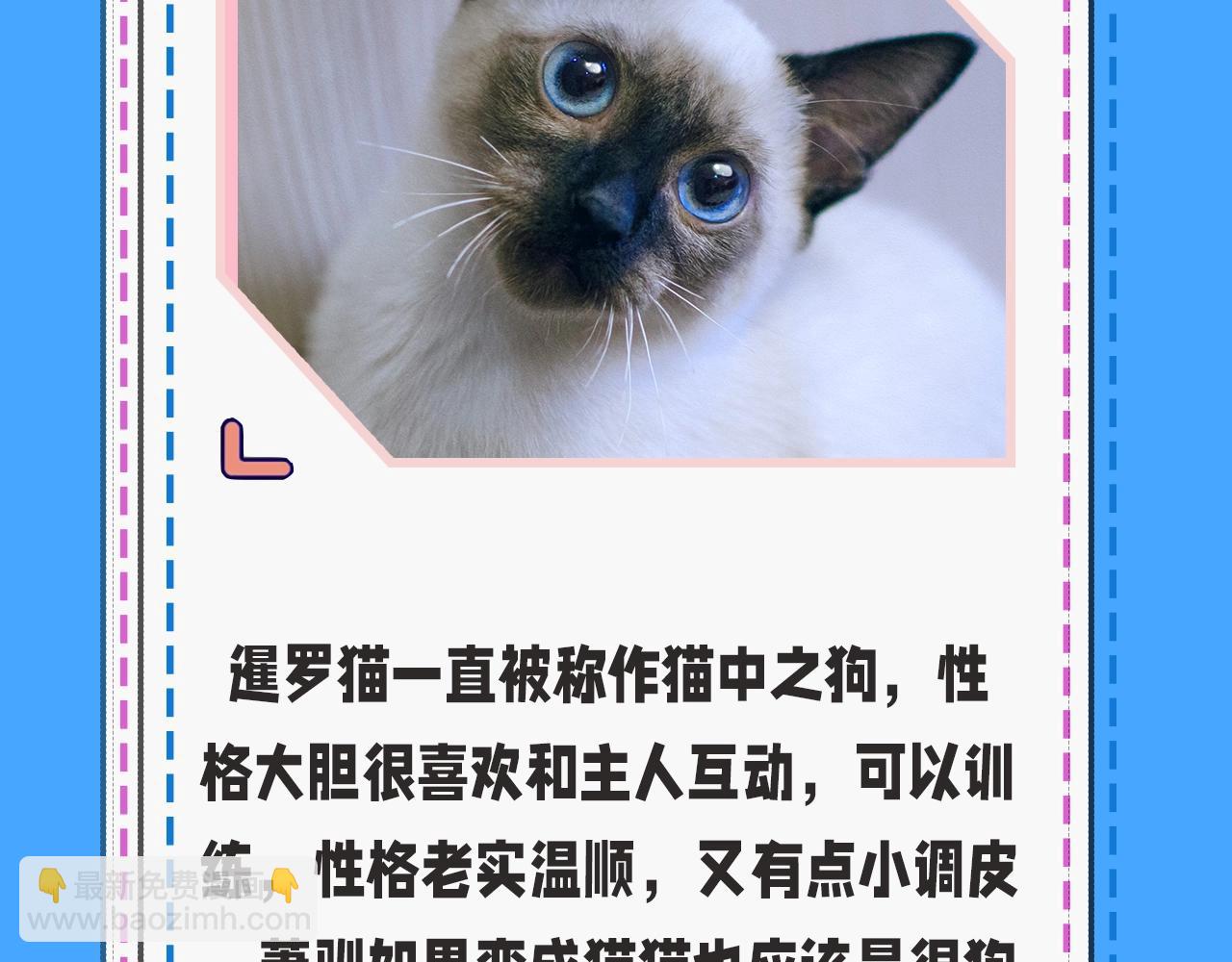 人鱼陷落 - 第43期 人鱼陷落的主角都是什么品种的猫（日更中） - 6