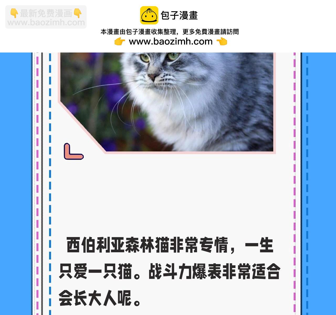 人鱼陷落 - 第43期 人鱼陷落的主角都是什么品种的猫（日更中） - 2