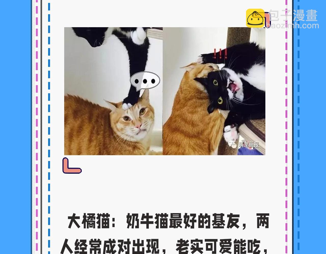 人鱼陷落 - 第43期 人鱼陷落的主角都是什么品种的猫（日更中） - 2