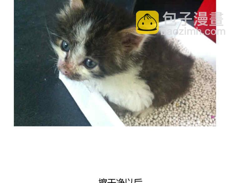 第24话 圣诞番外：爱黏思勋的小灰的故事(1/2)-第24话