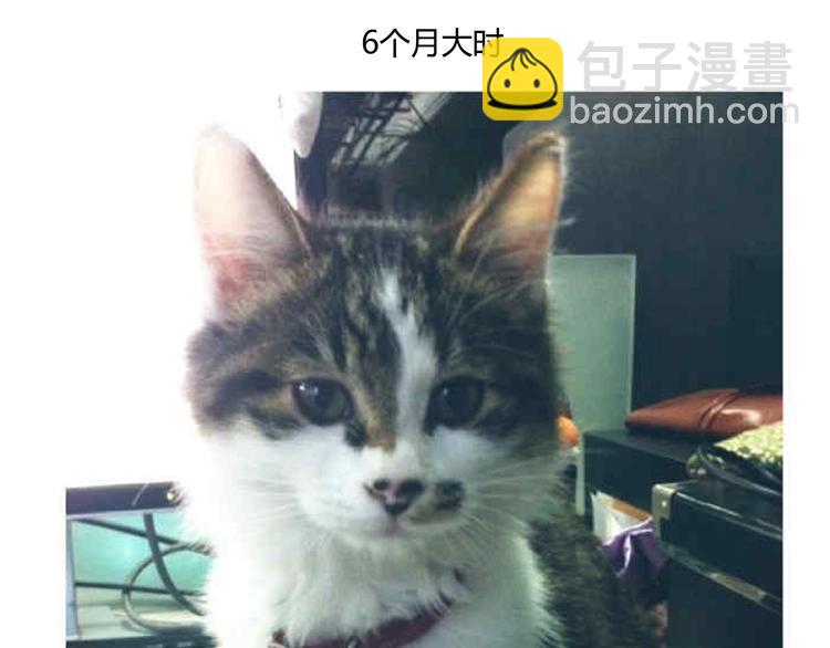 第24话 圣诞番外：爱黏思勋的小灰的故事(1/2)-第24话