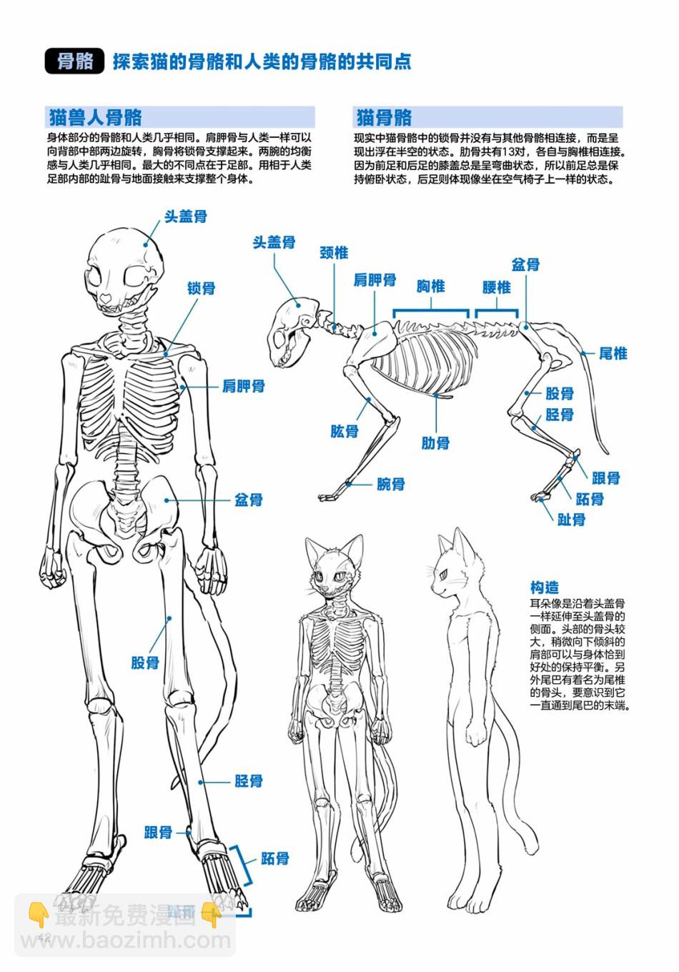 獸人的描繪方法 -從真實系獸人到抽象系獸人 - 第2.2話 陸上生物 貓獸人的描繪方法 - 3